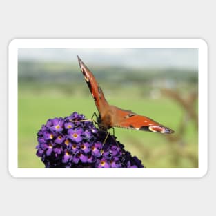 Peacock Butterfly Sticker